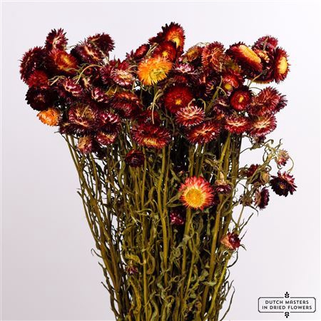 <h4>Dried Helichrysum Red Bunch</h4>