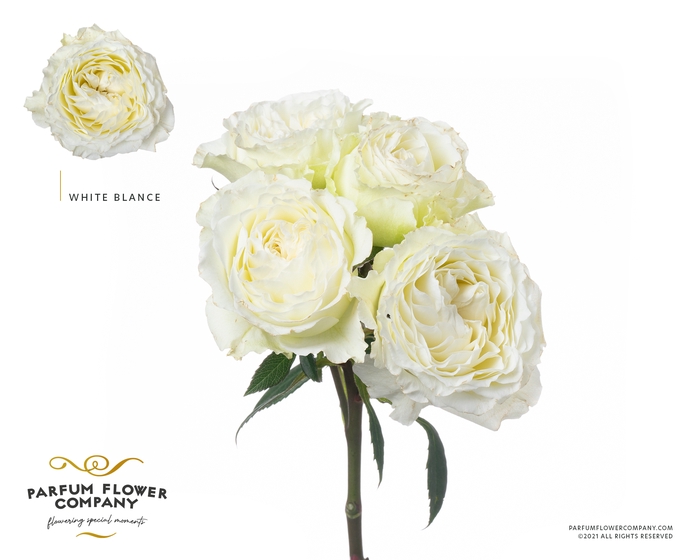 <h4>Rosa sp garden white blanche</h4>