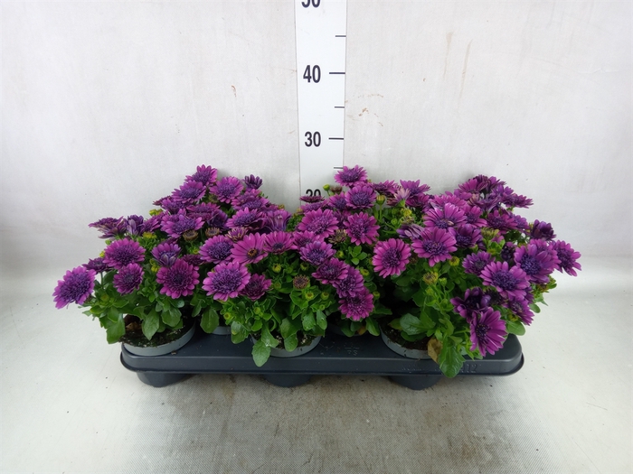 <h4>Osteospermum  'FlowPow Dbl Purple'</h4>