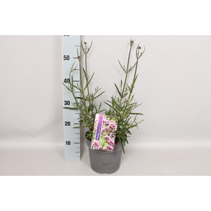 vaste planten 19 cm  Verbena bonariensis cloud