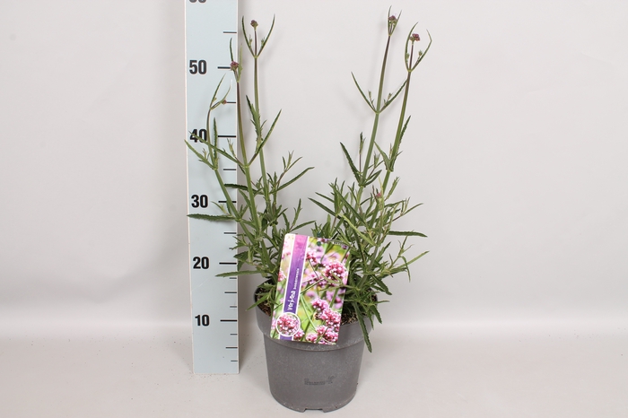 vaste planten 19 cm  Verbena bonariensis cloud