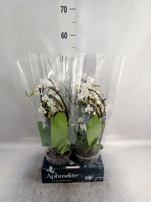 <h4>Phalaenopsis multi. 'FC Soft Cloud'</h4>