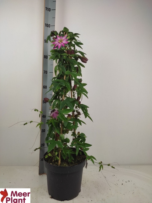 <h4>Passiflora x violacea Victoria</h4>