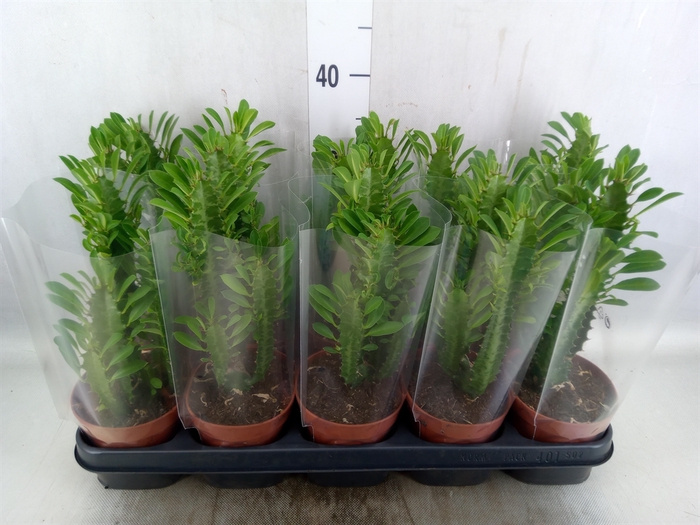 <h4>Euphorbia trigona</h4>