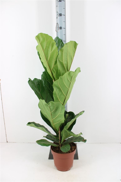 <h4>Ficus Lyrata P21</h4>