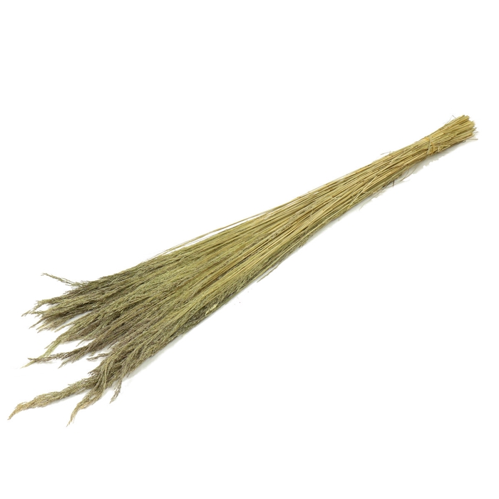 Droogbloem Erba grass 110cm