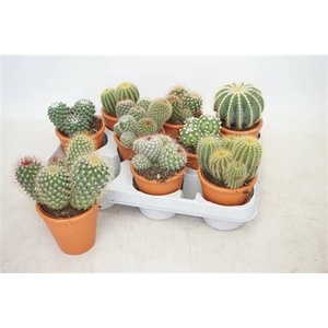 Cactus Gem Terracottapot