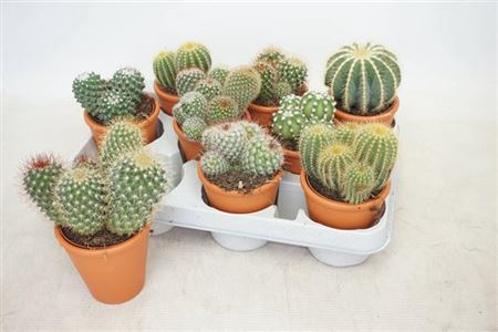 Cactus Gem Terracottapot