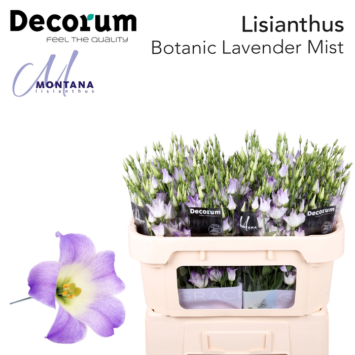 <h4>Lisianthus Botanic Lavender Mist</h4>