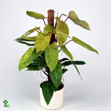 Philodendron  'Painted Lady'