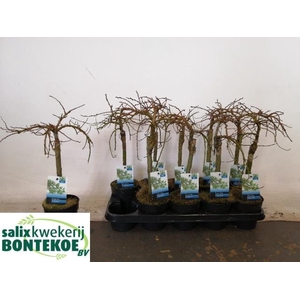 Salix Arbuscula