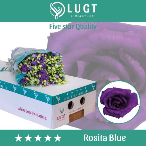 <h4>Lis G Rosita Blue</h4>