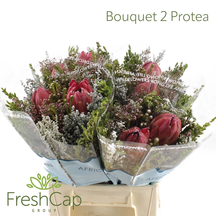 <h4>Bouquet Hybrid 2 Protea</h4>