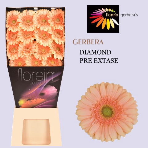 <h4>Gerbera Pre-Extase Diamond</h4>
