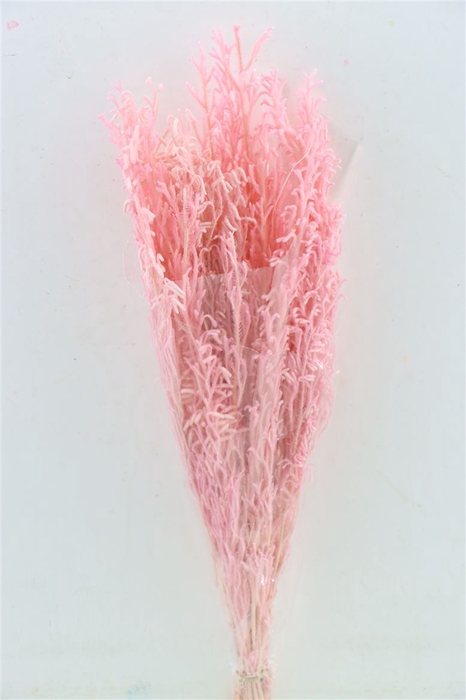 <h4>Pres Licopodium Long L Pink Bunch</h4>