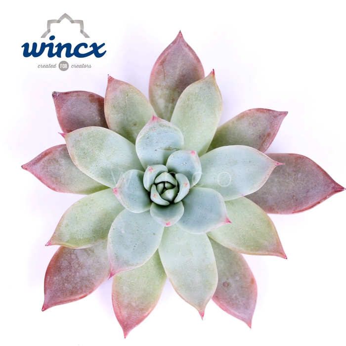 Echeveria Colorata Brandtii Cutflower Wincx-5cm