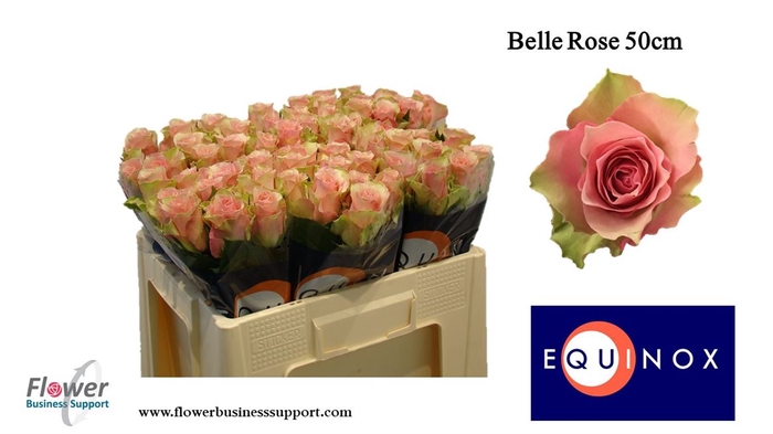 <h4>Rosa la belle rose</h4>