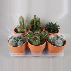 art.118 Rozenpot cactus 12 cm