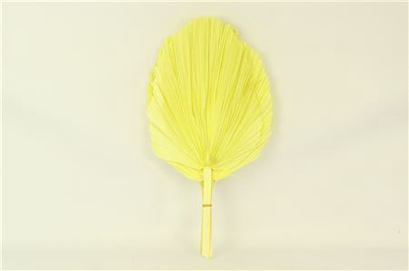 <h4>Dried Palm Spear 3pc Xxl Bl Yellow Bunch</h4>