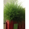 Greens - Asparagus Plumosum
