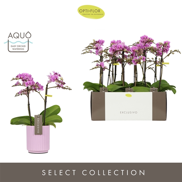 <h4>Exclusivo Violet Queen 2 spike in Lilac Molise Aquo</h4>