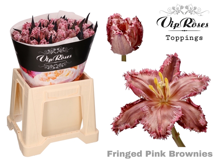 <h4>Tulipa fr paint pink brownies</h4>