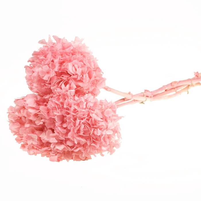 <h4>Hydrangea pres 3pc 50cm stem SB bleached pink</h4>
