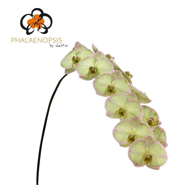 Phal Coloured Hortensia 10-14