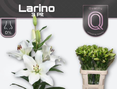 <h4>Li La Larino</h4>