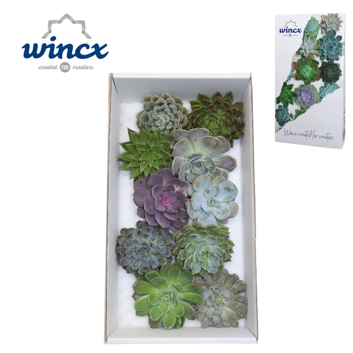 Echeveria Mix (wincx) Cutfl (10spc.) Wincx-12cm