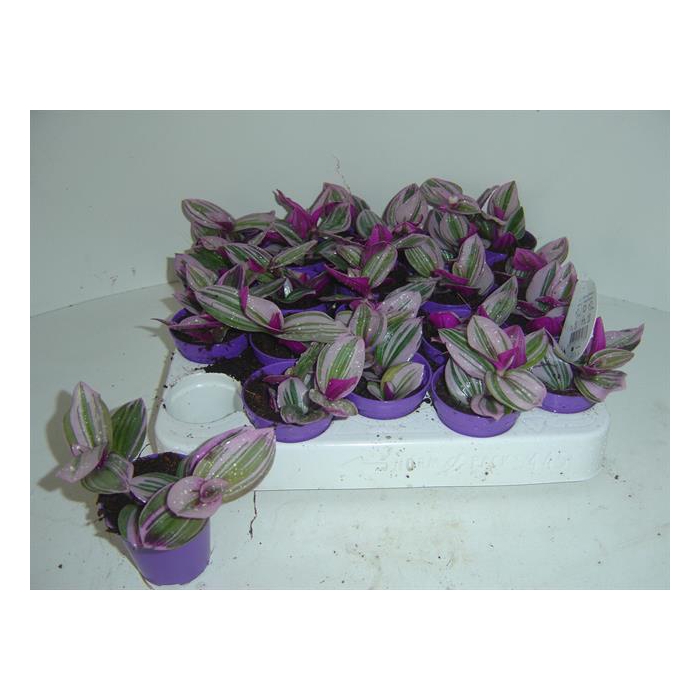 <h4>Tradescantia albiflora Nanouk 5Ø 5cm</h4>