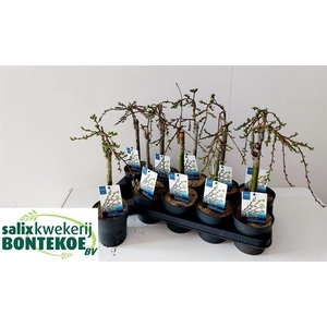 Salix arbuscula 12Ø 40cm