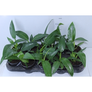 PHILODENDRON PACOVA P11