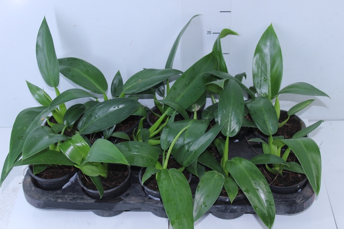 <h4>PHILODENDRON PACOVA P11</h4>