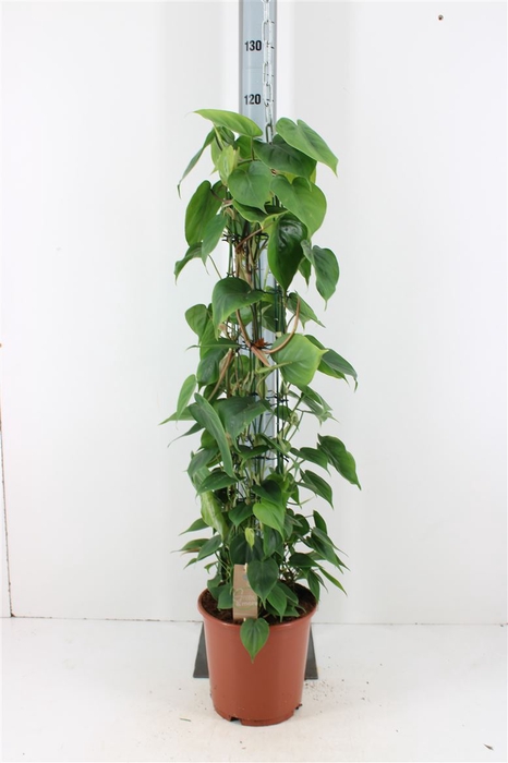 <h4>Philodendron Scandens P24</h4>