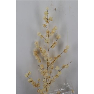 DRIED BOUGAINVILLE BLEACHED 120CM PB