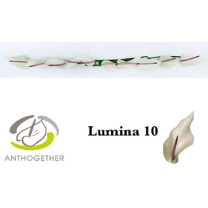 ANTH LUMINA 10 Small Pack