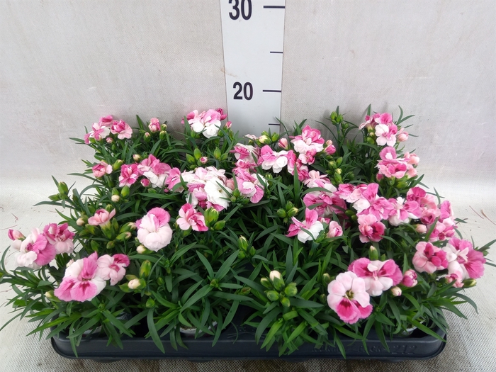 <h4>Dianthus  'Sprint Pink and Proud'</h4>