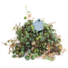 <h4>Peperomia  'Pepperspot'</h4>