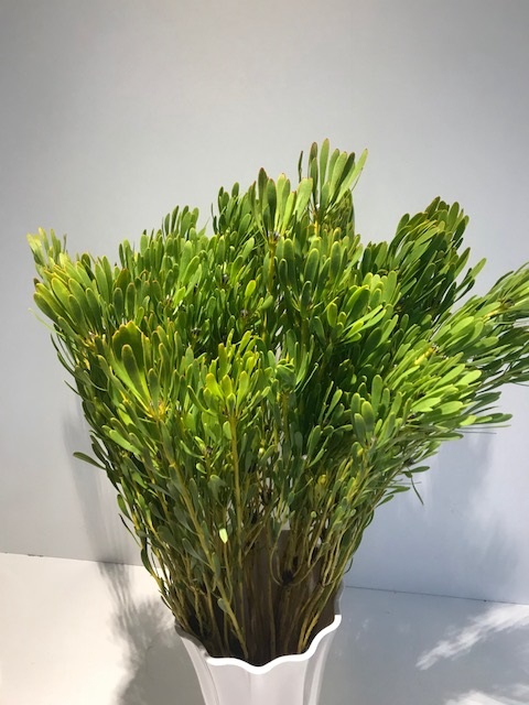 Greens - Platyspermum