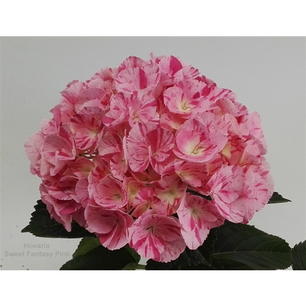 <h4>Hydrangea Hovaria Sweet Fantasy Pink</h4>