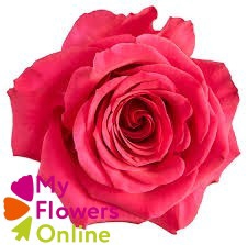 <h4>R Gr Queenberry Hot Pink 50cm CO</h4>