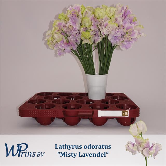 <h4>Lathyr Mist Lavendel</h4>