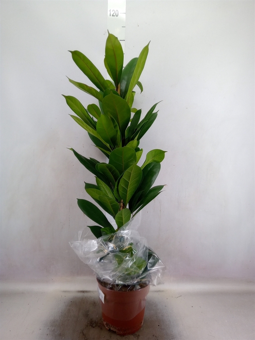 <h4>Ficus cyathistipula</h4>