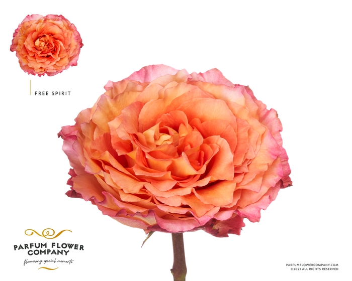 Rosa la garden free spirit (scented)
