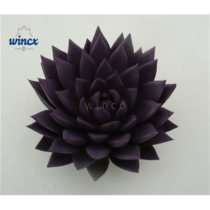 Echeveria Agavoides Paint Purple Cutflower Wincx-10cm