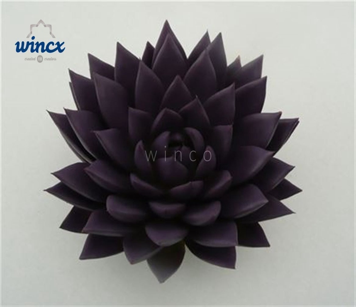 Echeveria Agavoides Paint Purple Cutflower Wincx-12cm