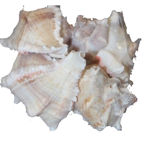 Shell White mulli 1 kg in poly
