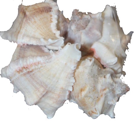 <h4>Shell white mulli 1 kg in poly</h4>