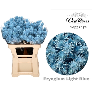 ERYNGIUM SUPERNOVA LIGHT BLUE 70cm